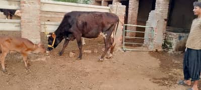 cow, jersi ,cross Sahiwal gay