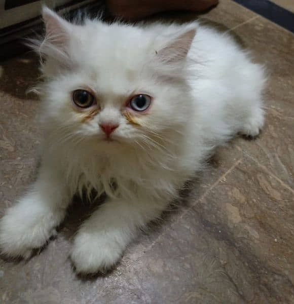 Persian female kitten 4