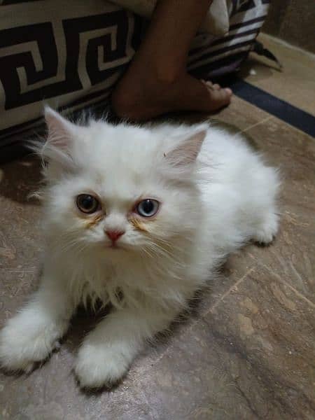 Persian female kitten 5