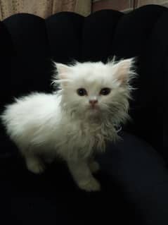 Pursion kittenPersian Kitten | Punch face | Tripple coat | Persian Cat