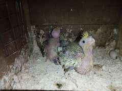 cocktail parrot chick purpose handtime only sale