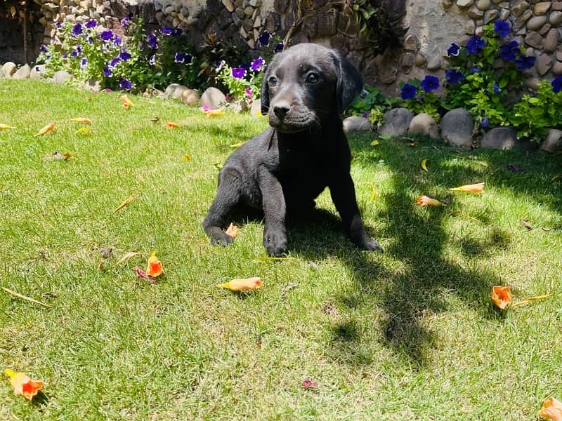 labrador pups 0