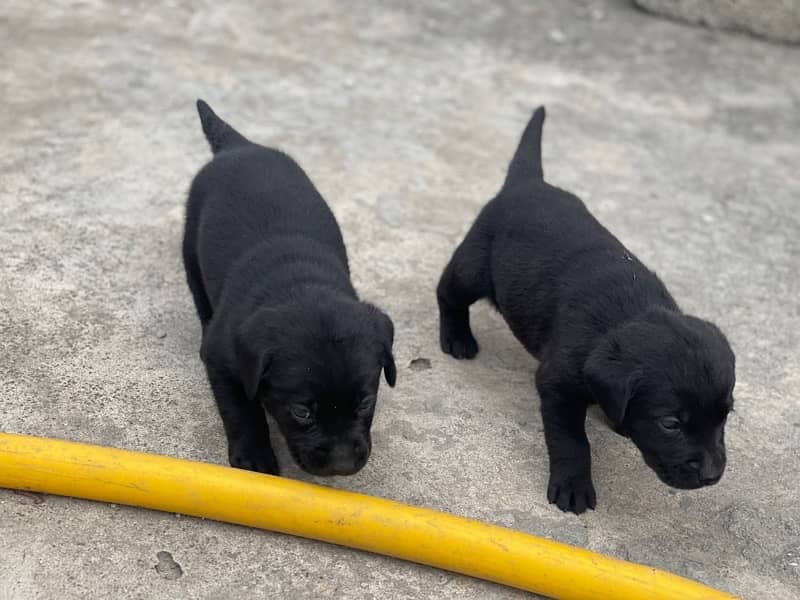 labrador pups 1