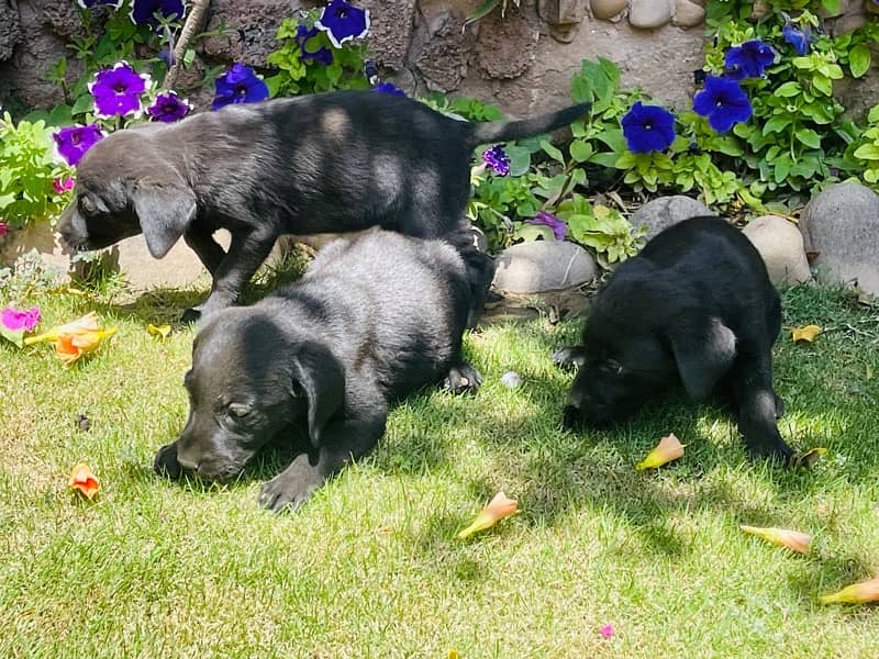 labrador pups 9