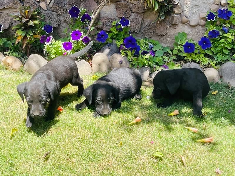 labrador pups 10