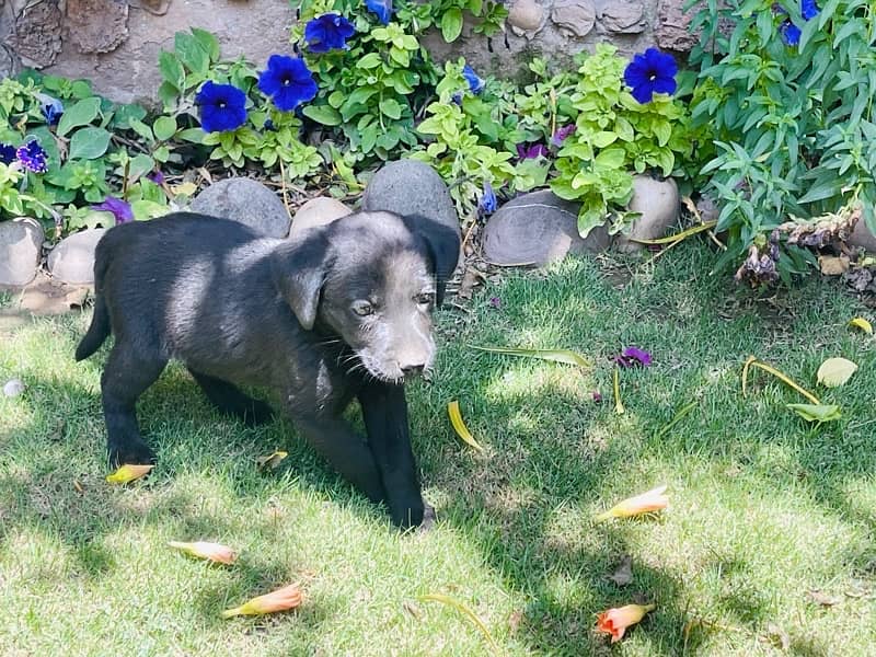 labrador pups 11