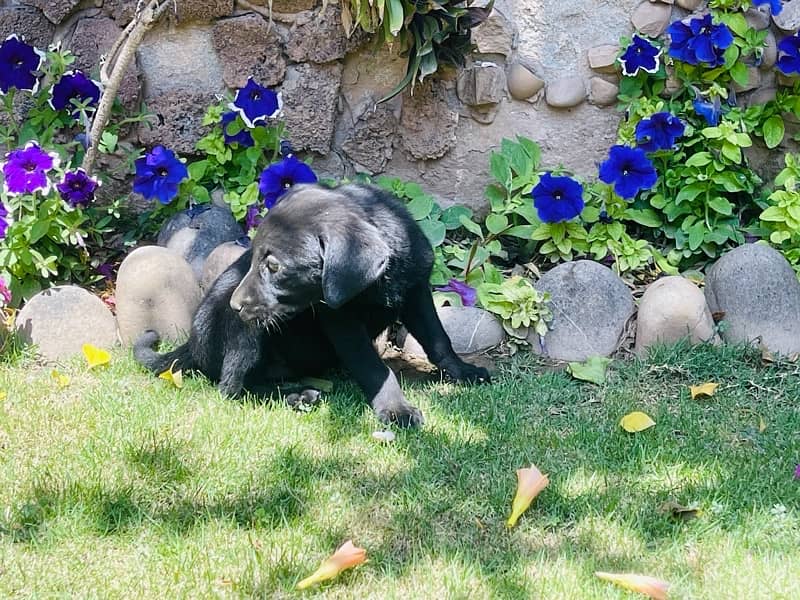 labrador pups 13