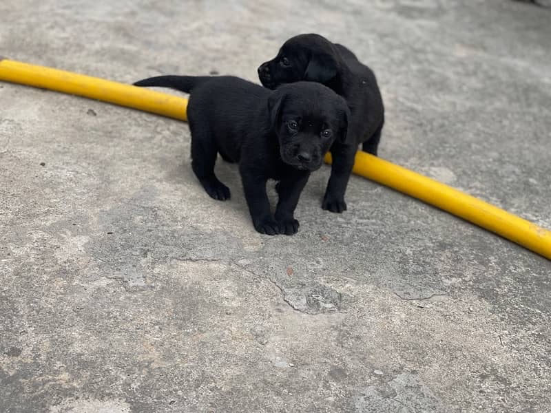 labrador pups 15