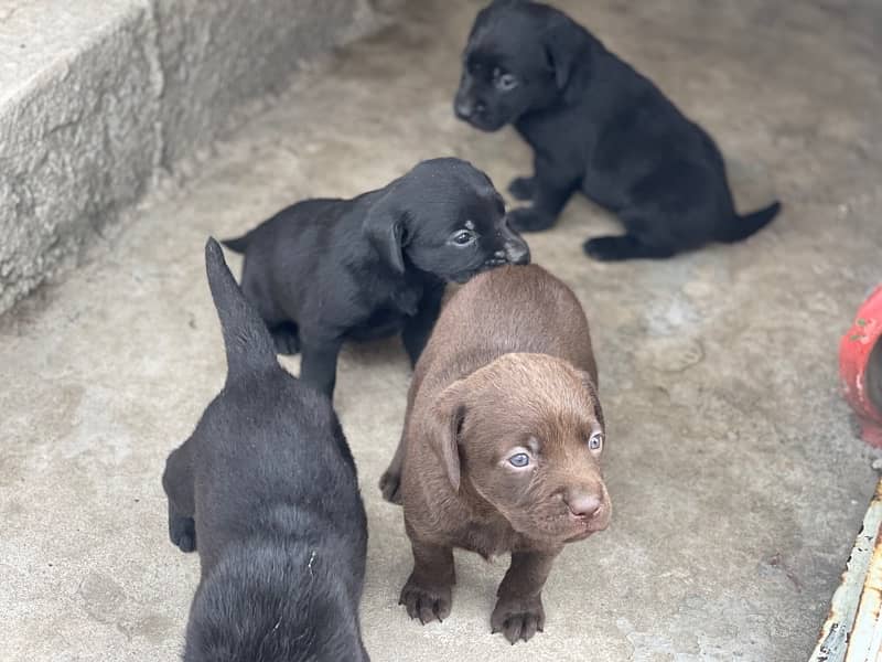 labrador pups 17