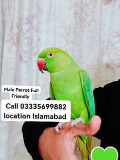 Male Parrot 5500 Hand Tamed Full Friendly Green Ring Neck Jumbo Size