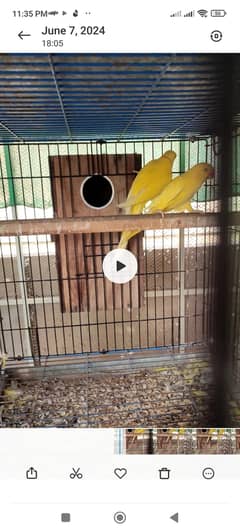 Yellow Ringneck Breeder Pair