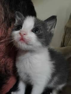 Smokey grey white Persian kitten