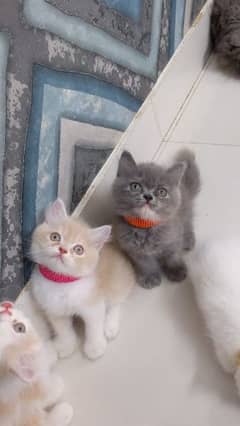 Persian kittens