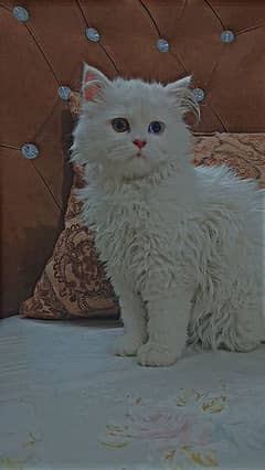 female Persian kittens for sale