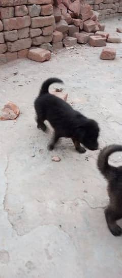 Belgian shepherd import puppies