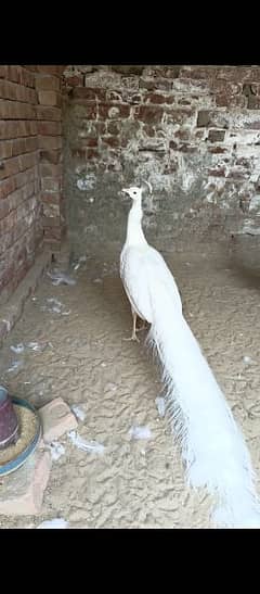 white peacock male