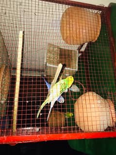 cage with Australian parrot available for sale