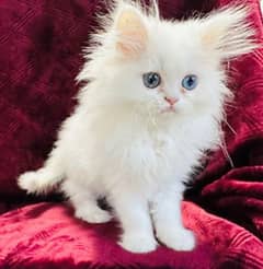 Persian cat triple coat  blue eye