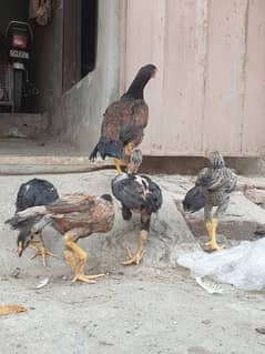 heera and muska mianwli chicks 0