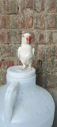 white parrot with out dna male 2.5 year sami tame h