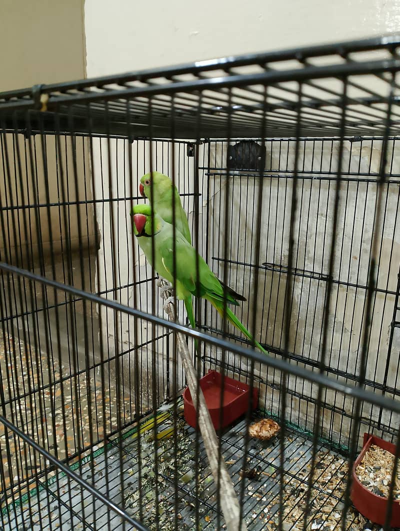 RingNeck Parrot 7