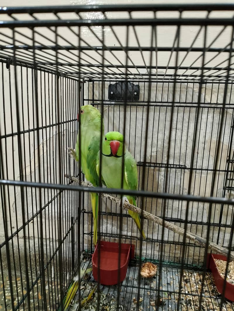 RingNeck Parrot 10
