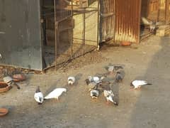 mix kabli pigeons for sale