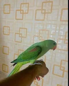 Raw full jombo size parrot for sale 03054636833