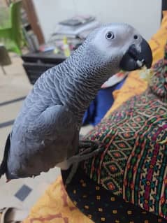 African grey tamed and talking