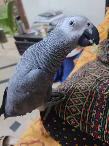 African grey tamed and talking 0
