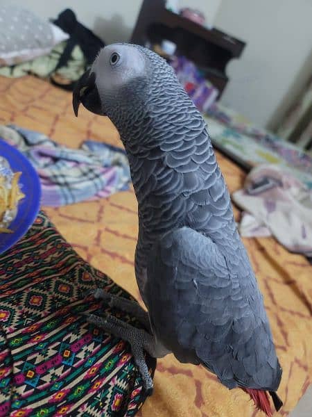 African grey tamed and talking 1