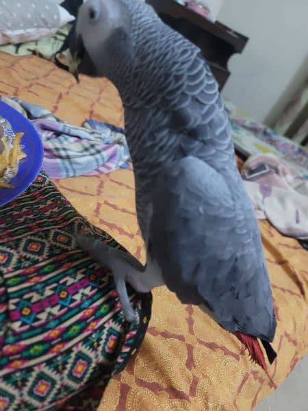 African grey tamed and talking 2