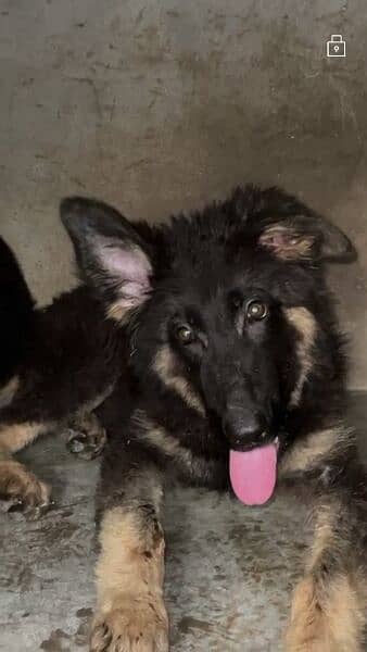 German Shepherd puppy 0