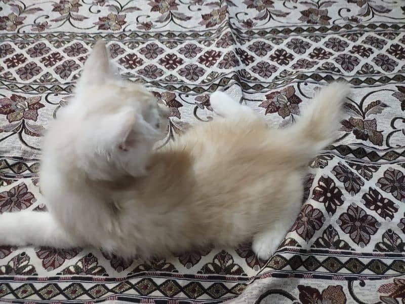Persian cat triple code 1
