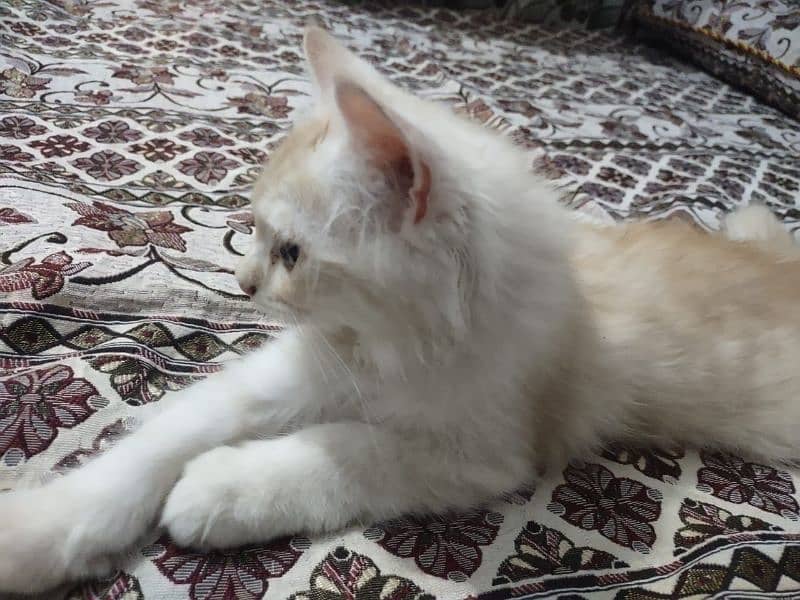 Persian cat triple code 2