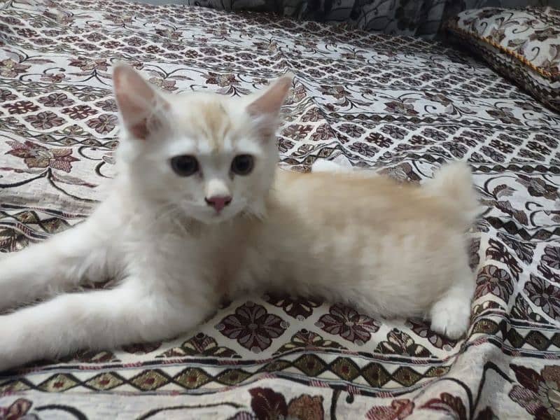 Persian cat triple code 5