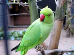 green parrot