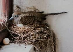 Zebra  Dove  Common  Pair    زیبرا  ڈوو  گرے  جوڑا