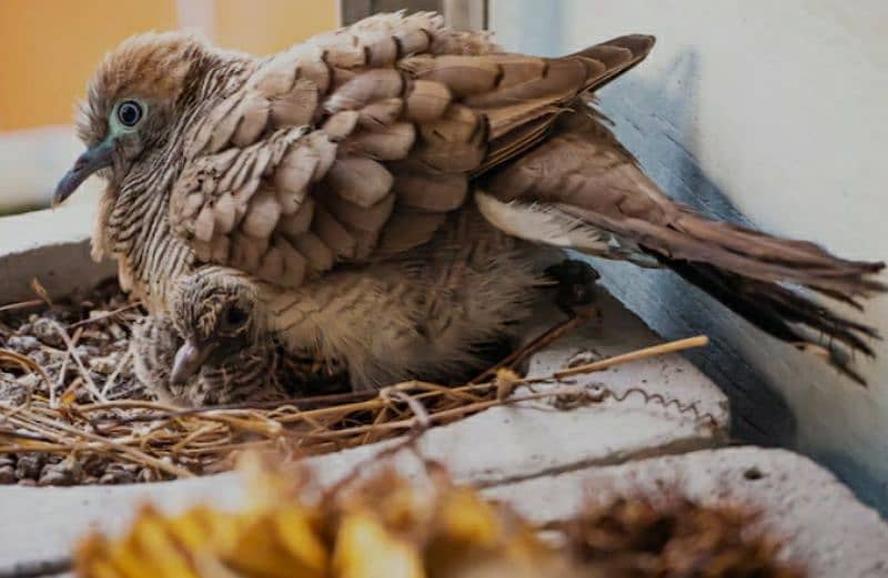 Zebra  Dove  Common  Pair    زیبرا  ڈوو  گرے  جوڑا 1