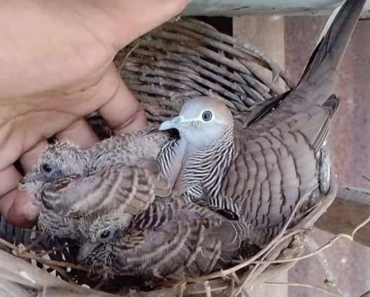 Zebra  Dove  Common  Pair    زیبرا  ڈوو  گرے  جوڑا 2