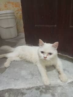 cat white