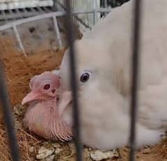 Zebra  Dove  Albaino  Breeder  Pair    زیبرا  ڈوو البائنو خوبصورت جوڑا