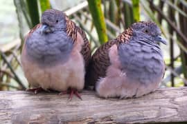 Bar  Shoulder  Dove  Pair    بار  شولڈر  ڈوو  جوڑا