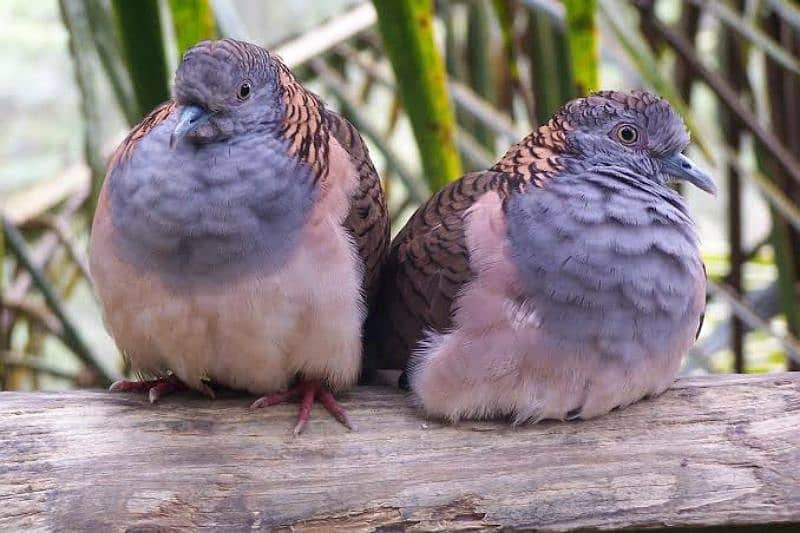 Bar  Shoulder  Dove  Pair    بار  شولڈر  ڈوو  جوڑا 0