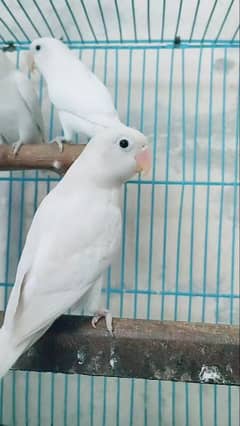 Albino split ino breeder birds pairs 03217242445