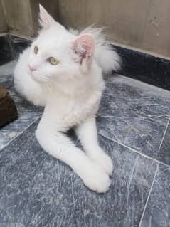 White Persian Cat