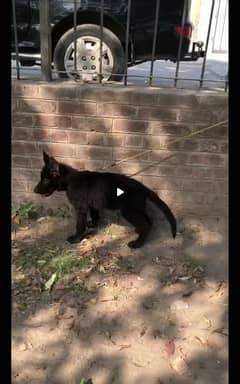 Black shepherd pup