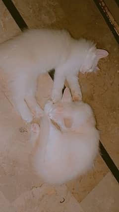 2 persian kittens