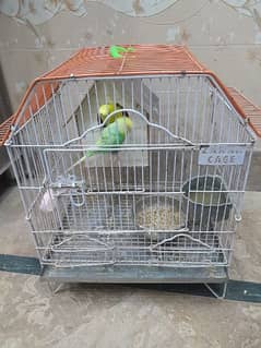 cage or australian pair for sale 0