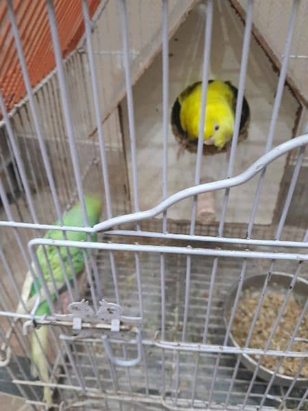 cage or australian pair for sale 1